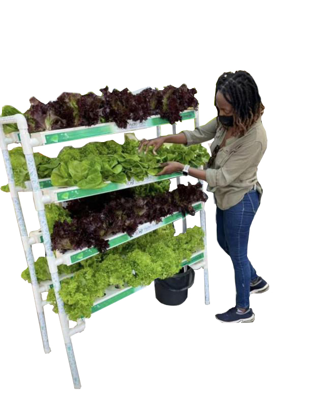 Vertical garden with growing plants